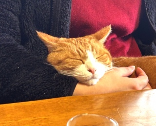 �ڂ������ƏΊ�̎q�ǂ�����